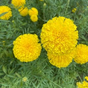 Meet your Posher, Marlene